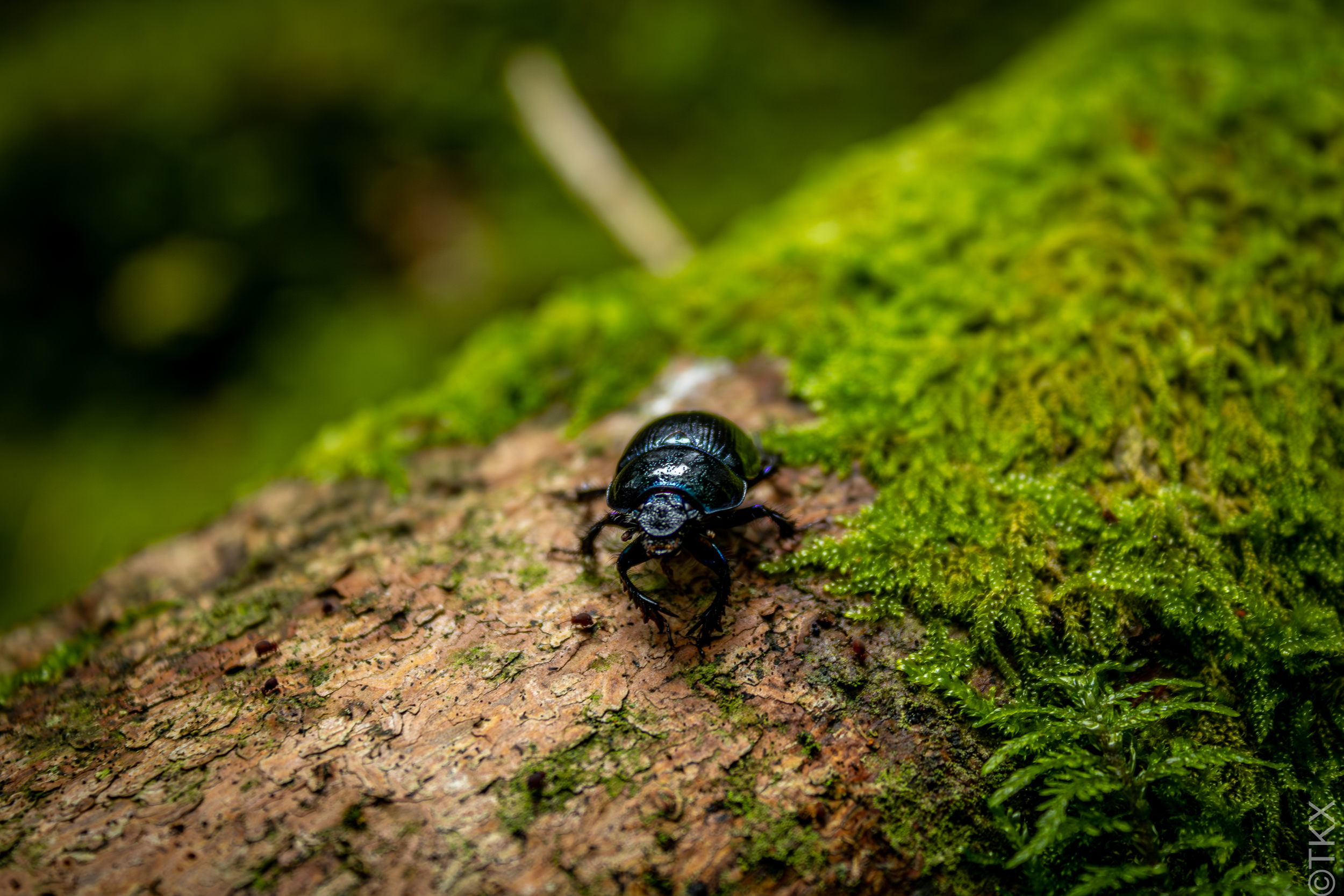 Bunt durch die Natur