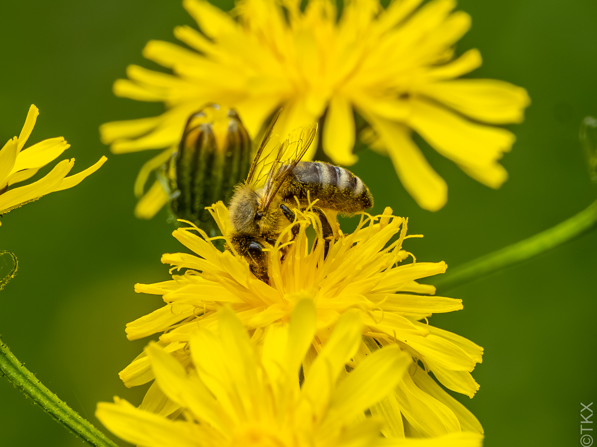 20230608 20230608 IMG 5275 Verbessert RR