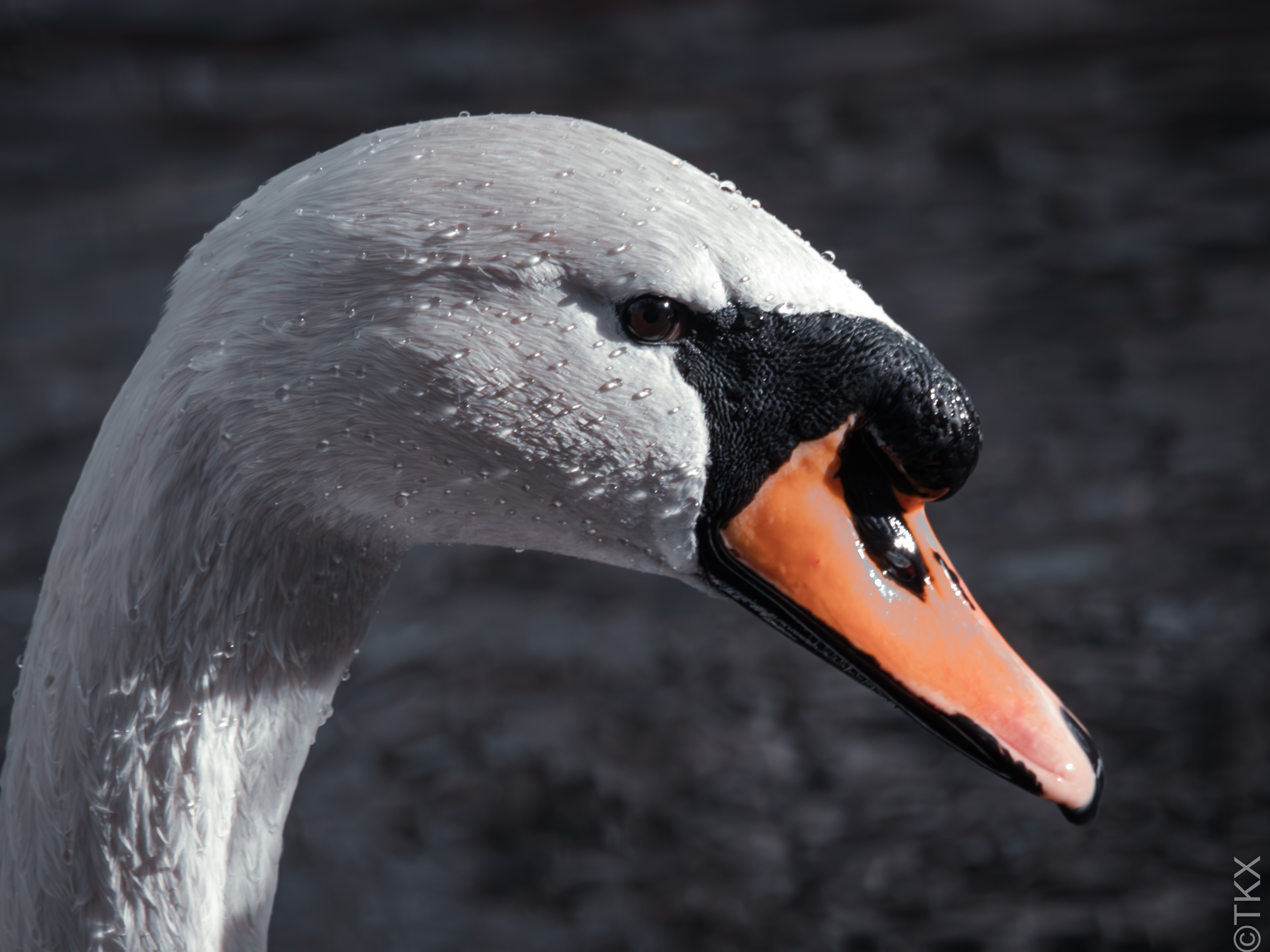 20240220 20240220 IMG 0286 Verbessert RR