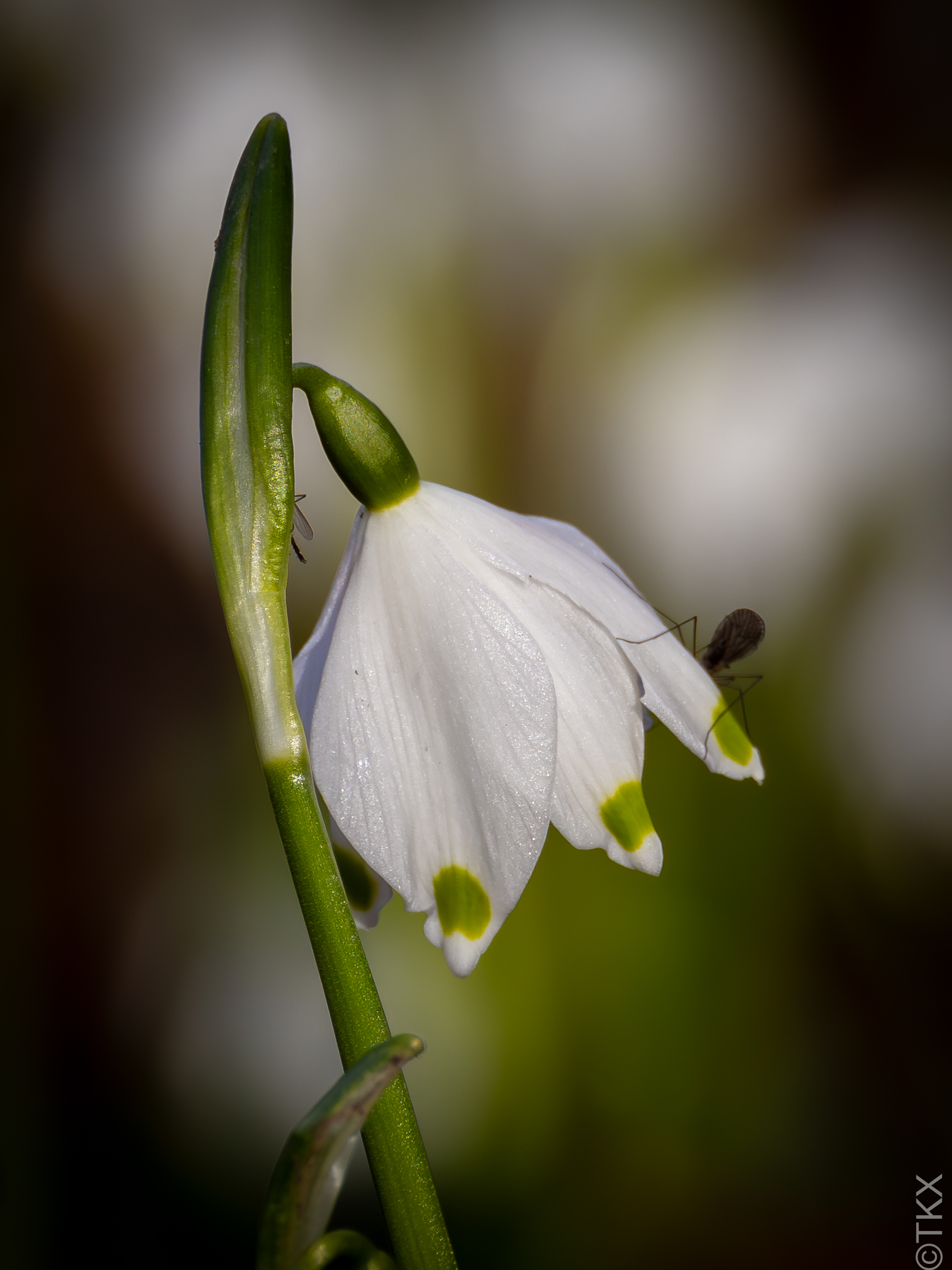 20240220 20240220 IMG 0291 Verbessert RR