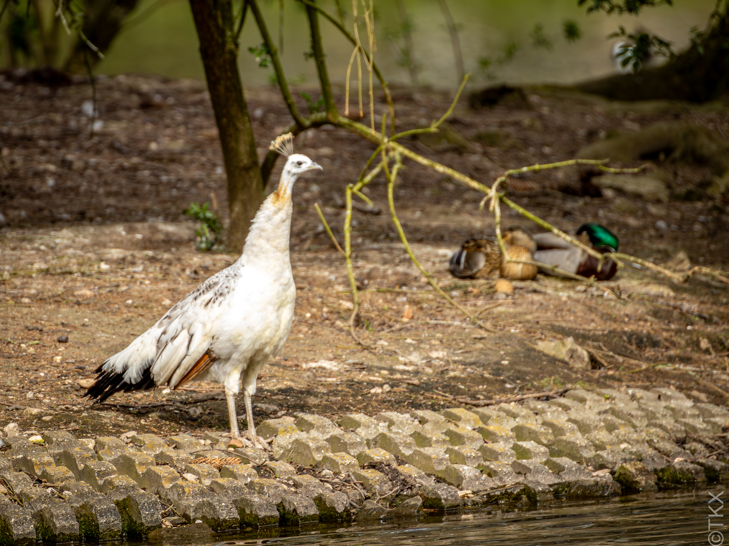 20240407 20240407 IMG 0835 Verbessert RR