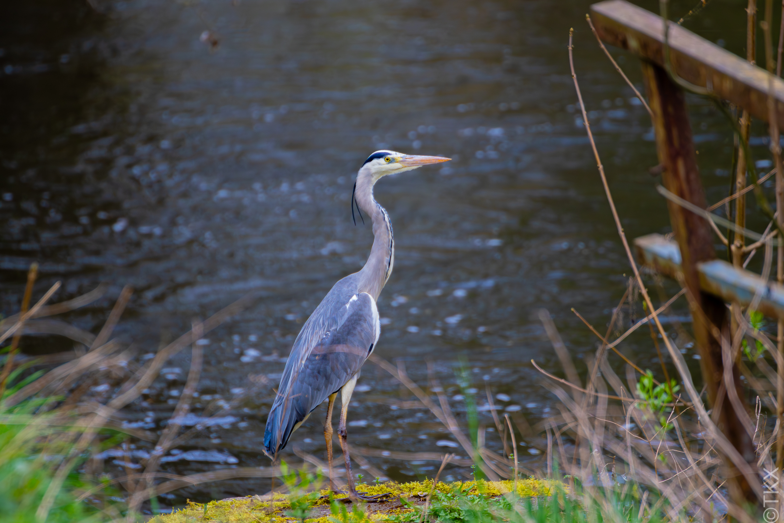 20240407 20240407 IMG 0777 Verbessert RR